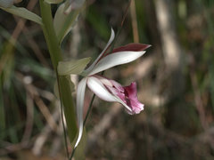 Phaius australis