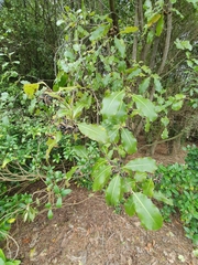 Pittosporum tenuifolium