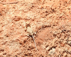 Tympanocryptis intima