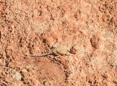 Tympanocryptis intima