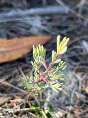 Darwinia biflora