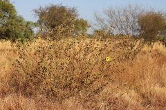 Hibiscus austrinus austrinus