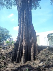 Sideroxylon cartilagineum