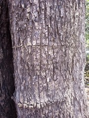 Sideroxylon cartilagineum