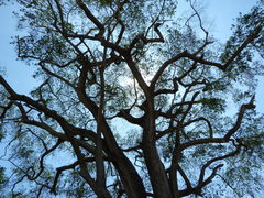 Sideroxylon cartilagineum