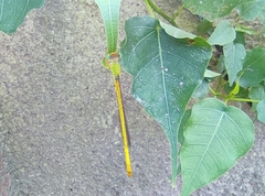 Ceriagrion coromandelianum