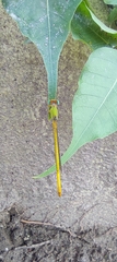 Ceriagrion coromandelianum