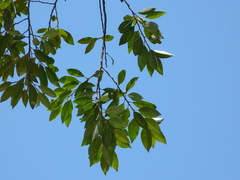 Sideroxylon cartilagineum