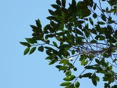 Sideroxylon cartilagineum