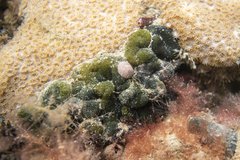 Codium spongiosum