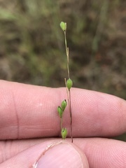 Kellochloa brachyantha