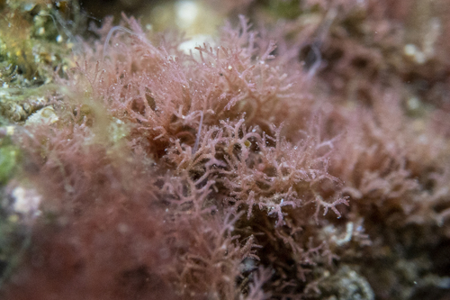 Representative image of Crouania