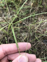 Kellochloa brachyantha
