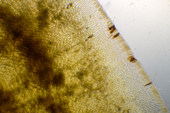 Lobophora variegata