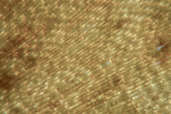 Lobophora variegata