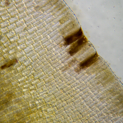 Lobophora variegata