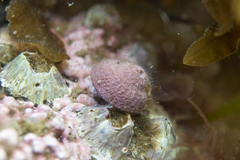 Melobesia membranacea