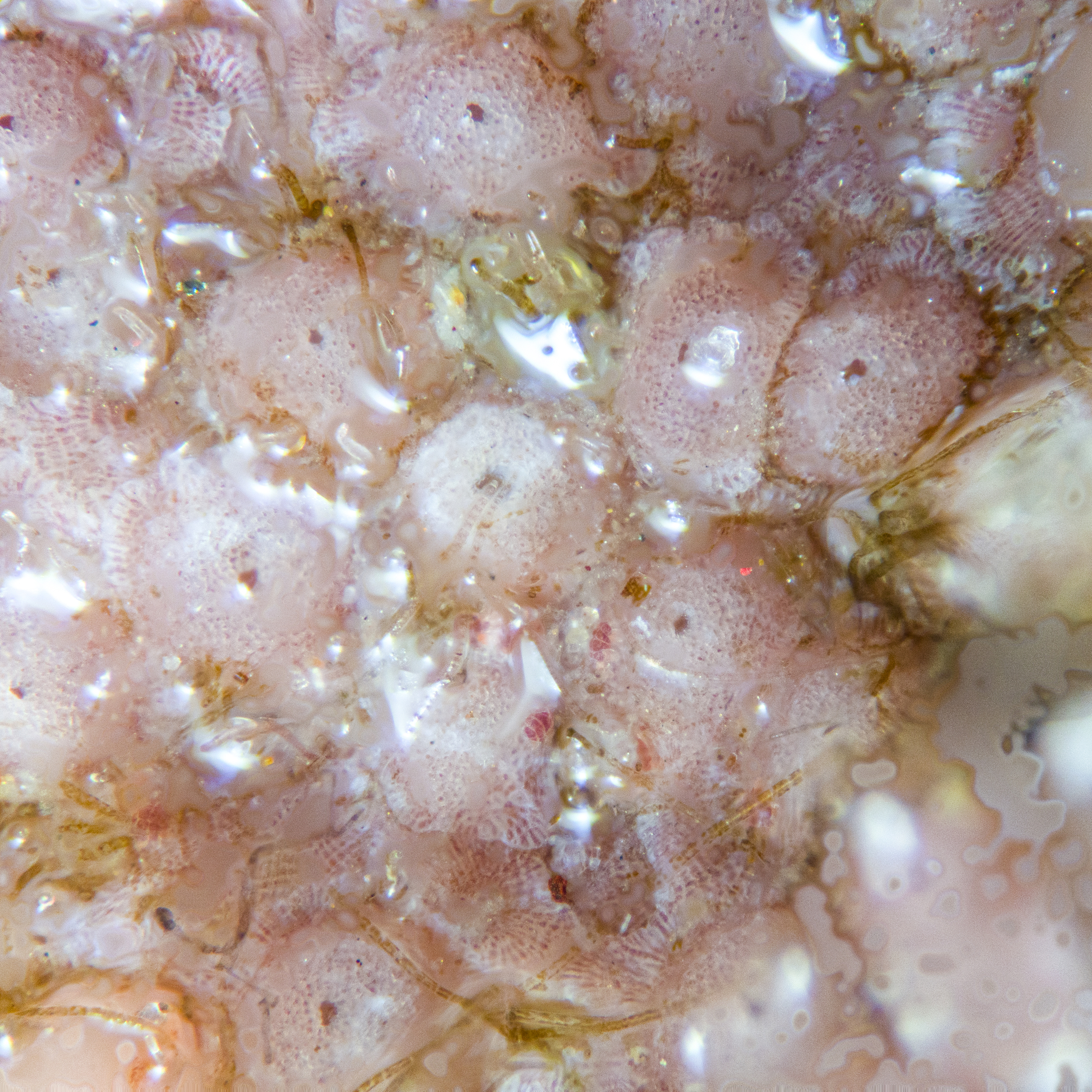 Melobesia membranacea