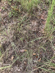 Kellochloa brachyantha