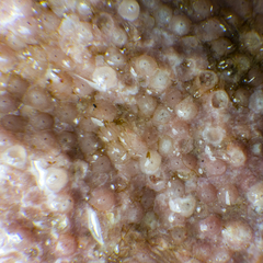 Melobesia membranacea