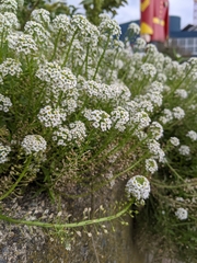 Lobularia maritima