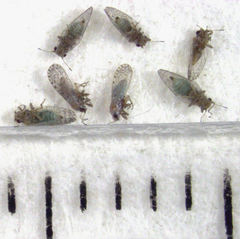 Acizzia acaciaebaileyanae