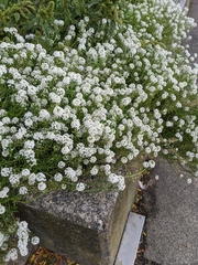 Lobularia maritima