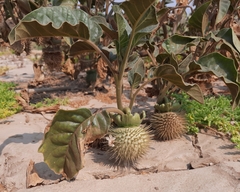 Datura innoxia image