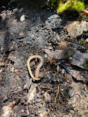 Ctenotus labillardieri