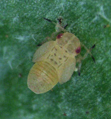 Acizzia acaciaebaileyanae