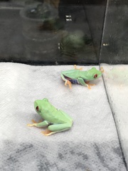 Agalychnis