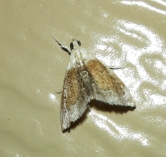 Glaphyria fulminalis