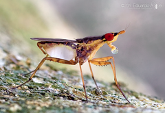 Glyphidops flavifrons