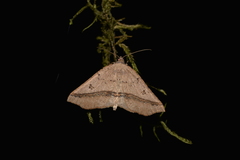 Planolocha hyposema