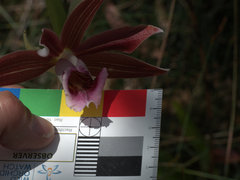 Phaius australis