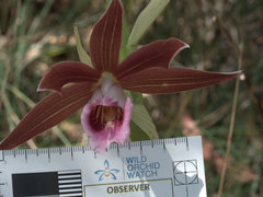 Phaius australis