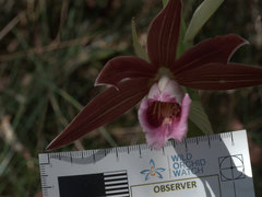 Phaius australis