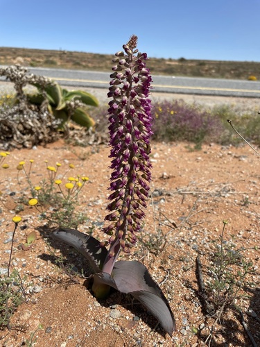 Image of Lachenalia violacea by (c) Matt Berger, some rights reserved (CC BY)