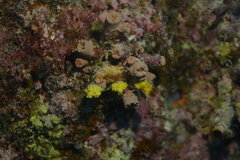 Cladopsammia gracilis