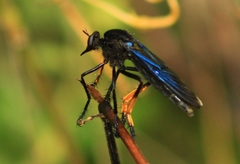 Archilestris wenzeli