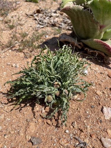 Ornithoglossum zeyheri (Ornithoglossum zeyheri)