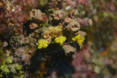 Cladopsammia gracilis