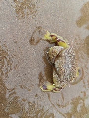 Matuta