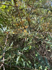 Hippophae rhamnoides