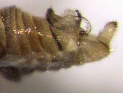 Acizzia acaciaebaileyanae