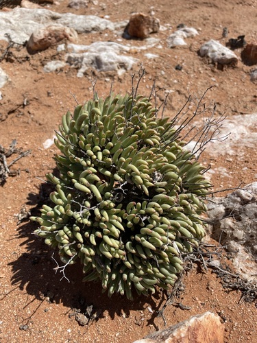 Tylecodon pearsonii