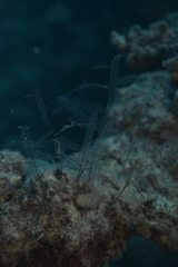 Macrorhynchia philippina