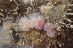 Distaplia