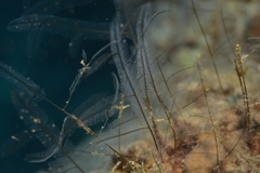 Macrorhynchia philippina