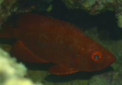 Priacanthidae